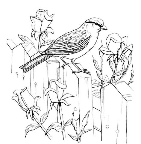 Chipping Sparrow And Roses Coloring Page